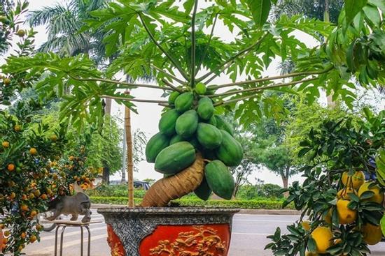 Có nên trồng cây đu đủ trước cửa nhà?