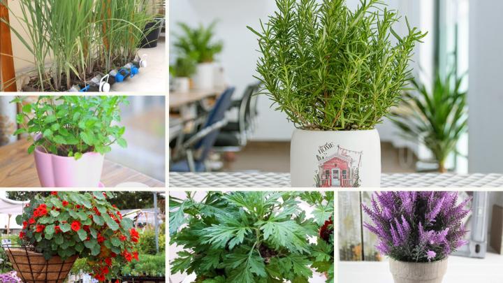 Trồng cây gì để đuổi muỗi?-1