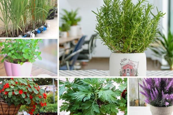 3 loại cây thích hợp trồng ban công, dễ ra quả lúc lỉu, lại tốt về phong thủy-4