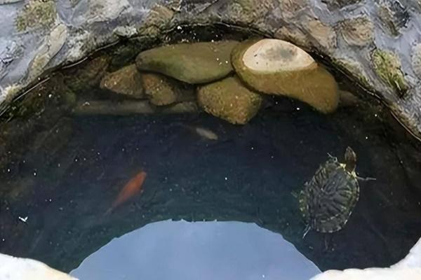 Có nên trồng cây vối trước cửa nhà?-2