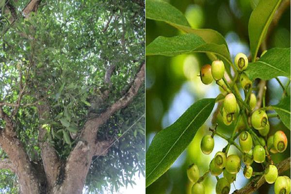 Tử vi vui 12 cung hoàng đạo ngày 6/8: Xử Nữ bận rộn, Ma Kết tiêu cực-2