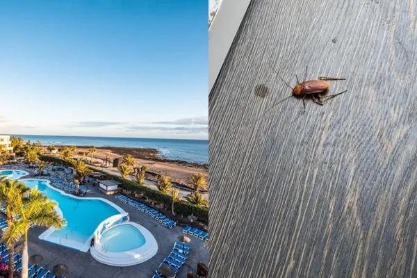 Ăn phải gián, ruồi... đến 200 lần, cô gái bị cảnh sát tóm gáy-2