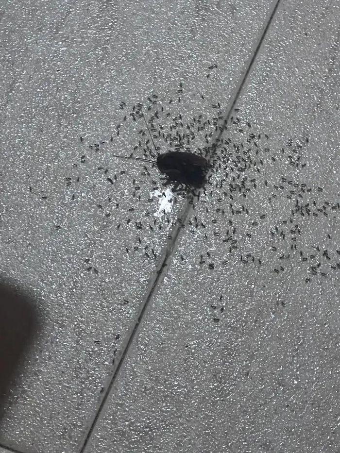 Hàng nghìn con gián tấn công khách sạn, phá hỏng kỳ nghỉ trong mơ của du khách-1