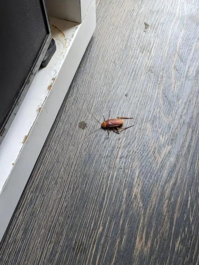 Hàng nghìn con gián tấn công khách sạn, phá hỏng kỳ nghỉ trong mơ của du khách-2