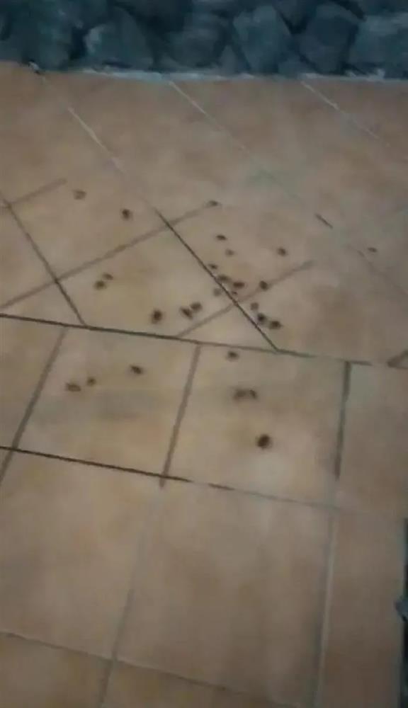 Hàng nghìn con gián tấn công khách sạn, phá hỏng kỳ nghỉ trong mơ của du khách-4