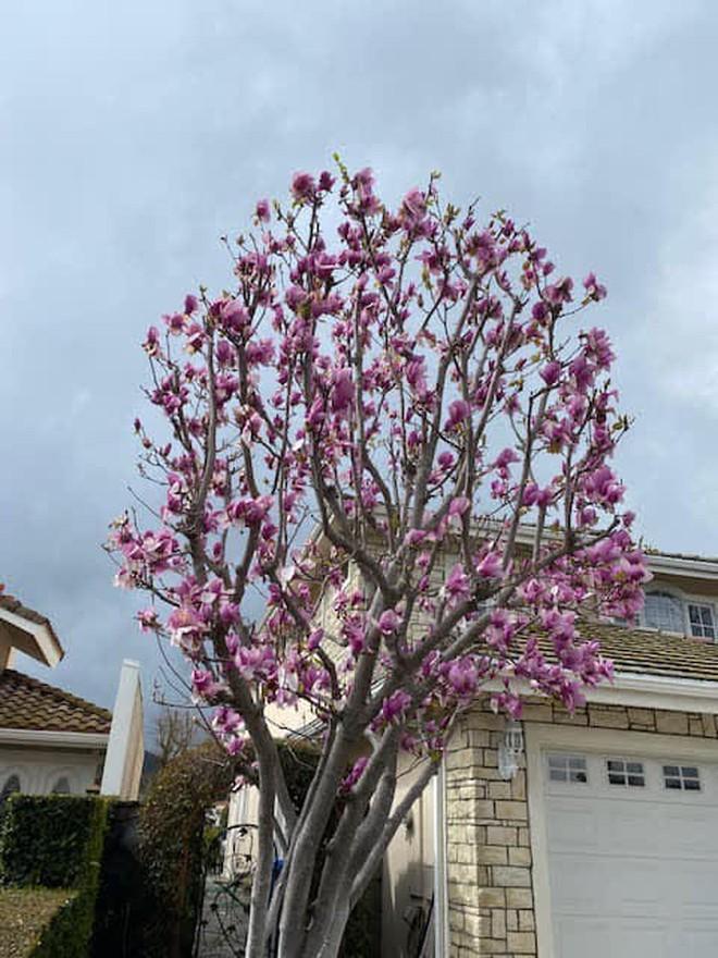 Tuyên bố vỡ nợ ở tuổi U80, tình cũ Ngọc Trinh vẫn gây bất ngờ về nơi đang sống-14