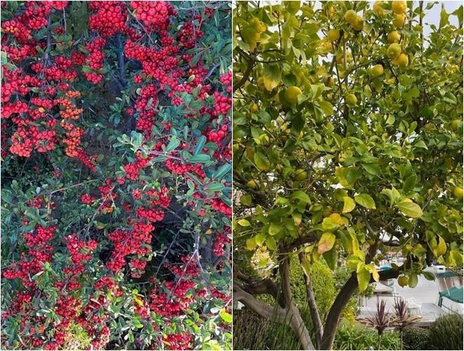 Tuyên bố vỡ nợ ở tuổi U80, tình cũ Ngọc Trinh vẫn gây bất ngờ về nơi đang sống-6