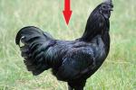 Giống gà kỳ lạ đen cả xương lẫn thịt, đâu là nguyên nhân?