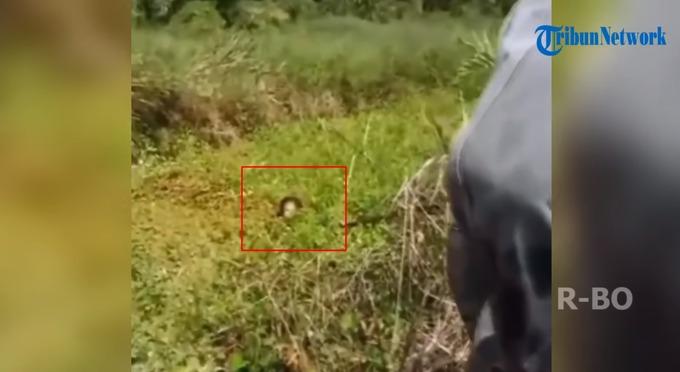 Sống sót thần kỳ sau 90 phút vật lộn với cá sấu-1