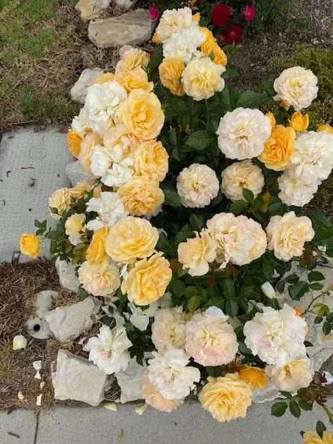 Cuộc sống sau vỡ nợ của tỷ phú Hoàng Kiều-6