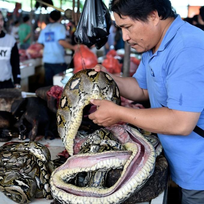 Indonesia: Chợ thịt chó bị cấm giết mổ vĩnh viễn, kẻ tiếc nuối người ủng hộ-1