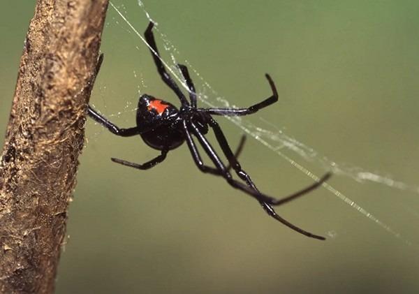 Bé trai 8 tuổi cho nhện Góa Phụ Đen cắn vì muốn thành Người Nhện, tình trạng ra sao?-3