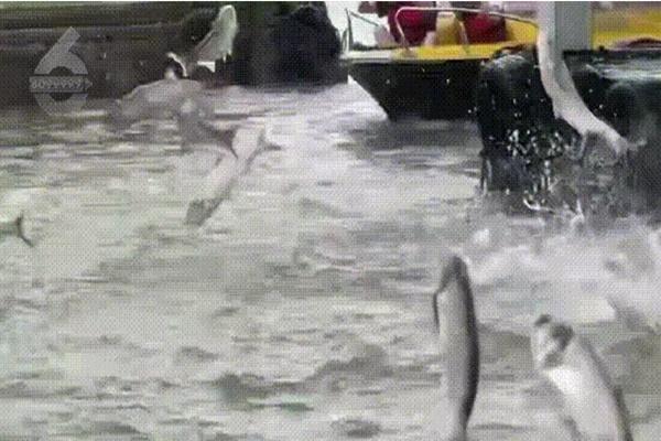 Hàng trăm con cá đồng loạt nhảy múa trên mặt nước suốt nửa giờ đồng hồ-2