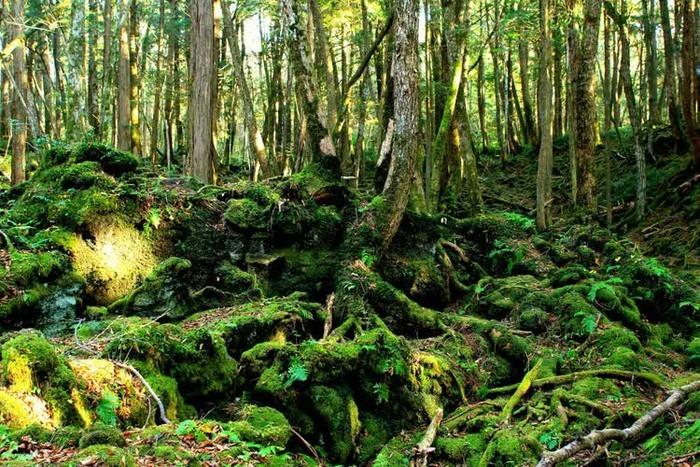 Cánh rừng tự sát của Nhật Bản hiện tại thế nào sau nhiều năm gây ám ảnh?-5