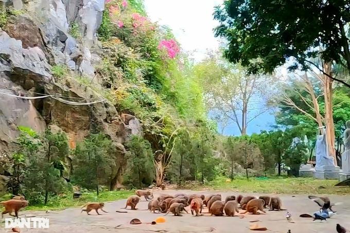 Thanh Hóa: Đàn khỉ hoang trăm con trên núi đá, hàng ngày xuống chùa xin ăn-3
