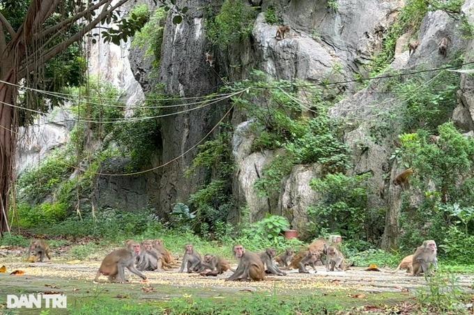 Thanh Hóa: Đàn khỉ hoang trăm con trên núi đá, hàng ngày xuống chùa xin ăn-4