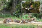 Thanh Hóa: Đàn khỉ hoang trăm con trên núi đá, hàng ngày xuống chùa xin ăn
