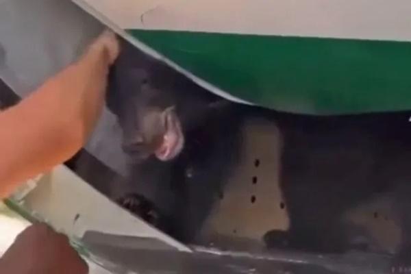 Điều tra vụ gấu được đưa về làm thú cưng tẩu thoát tại sân bay Dubai-1