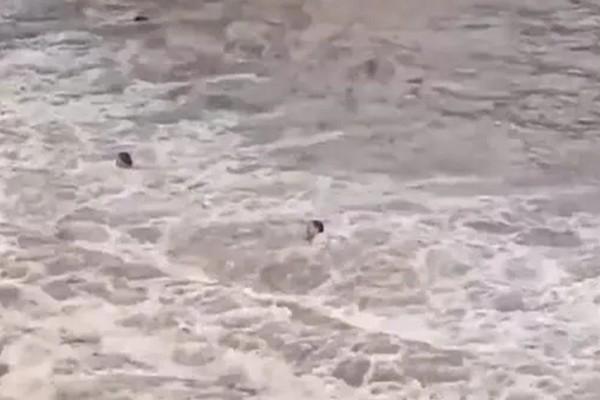 Nhóm bạn Việt Nam săn tìm ngựa mã, chi tiền triệu gửi sang Pháp tặng ông Tây-4