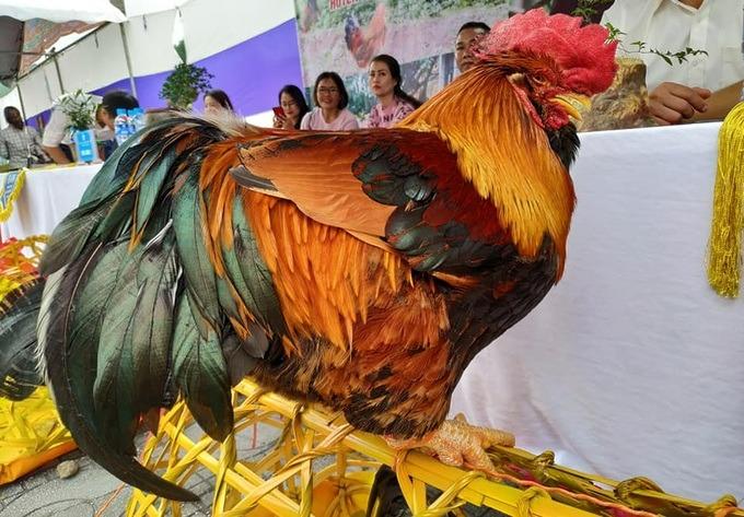 Sắp diễn ra cuộc thi hoa hậu gà ở Quảng Ninh-1