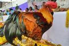Sắp diễn ra cuộc thi 'hoa hậu gà' ở Quảng Ninh