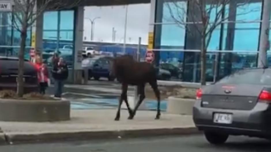 Những phi vụ động vật bất ngờ xuất hiện ở sân bay khiến hành khách choáng váng-2