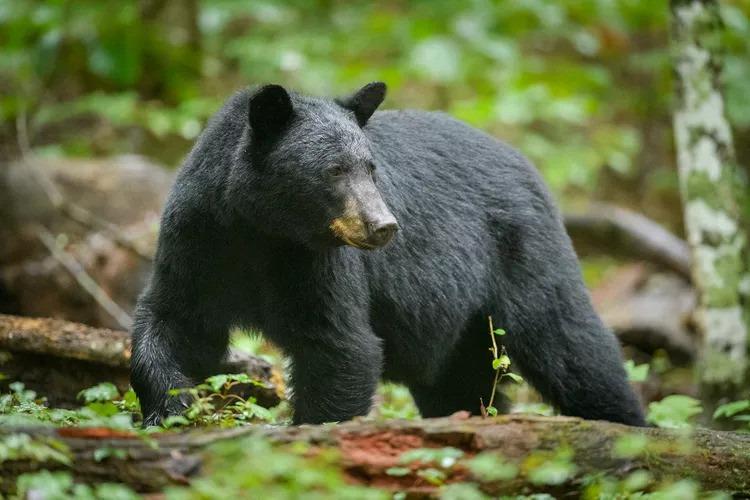 Công viên phải đóng cửa vì gấu lộng hành đi kiếm ăn-2