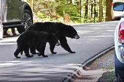 Công viên phải đóng cửa vì gấu 'lộng hành' đi kiếm ăn