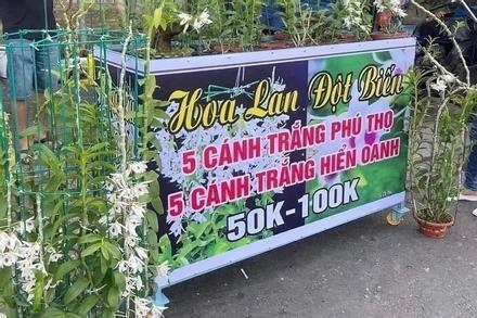 Mất hơn 4 tỷ đồng một tháng vì lan đột biến: Bài học đau đớn của một 9X