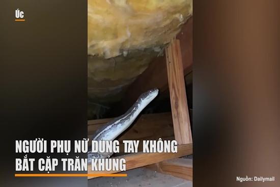 Người phụ nữ dùng tay không bắt cặp trăn khủng