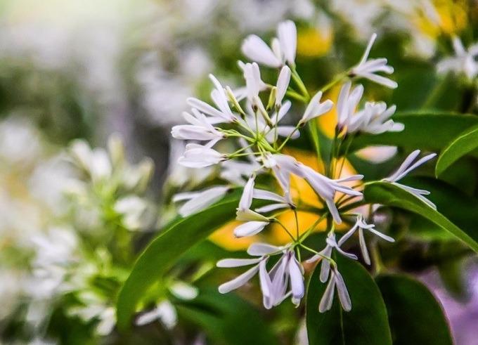 Cây cổ thụ đẹp nhất Trung Quốc, gần 900 năm tuổi vẫn nở hoa đều đặn-2