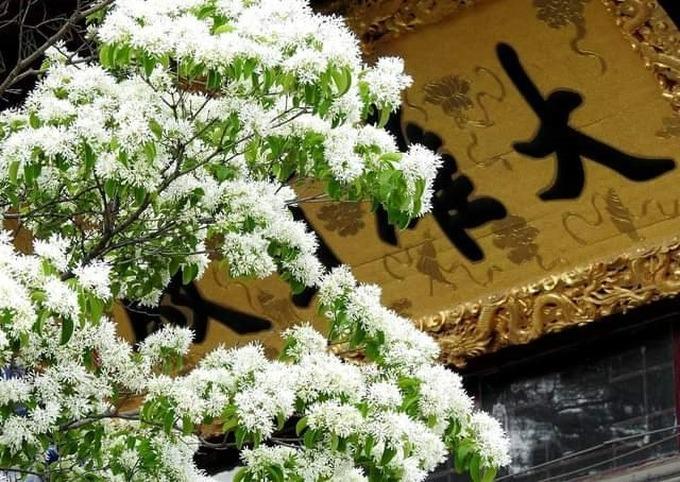 Cây cổ thụ đẹp nhất Trung Quốc, gần 900 năm tuổi vẫn nở hoa đều đặn-3