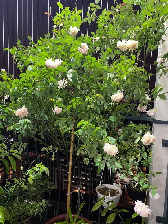 Tiết lộ có bạn trai và được con gái ủng hộ, cựu hoa khôi bóng chuyền Kim Huệ sống ở căn nhà thế nào?-13