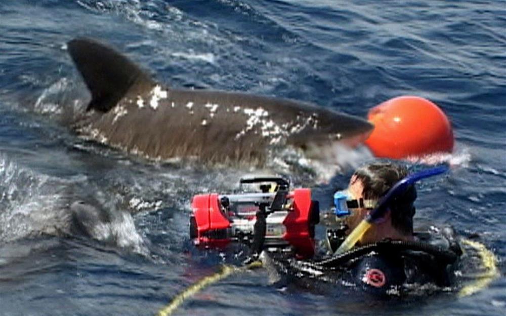 Bộ phim ăn khách bất ngờ vì quay với cá mập thật-2