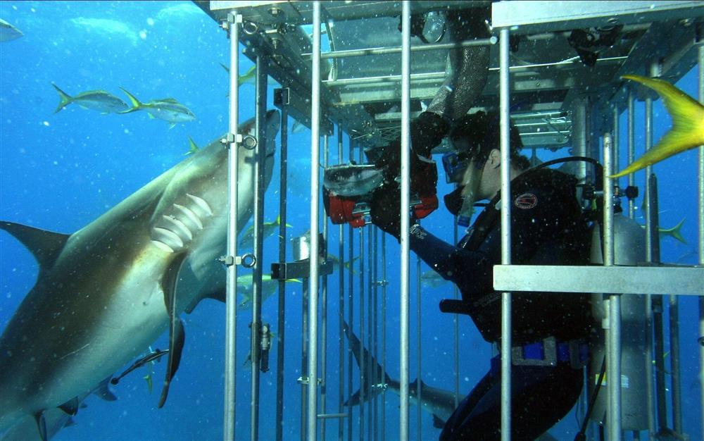 Bộ phim ăn khách bất ngờ vì quay với cá mập thật-3