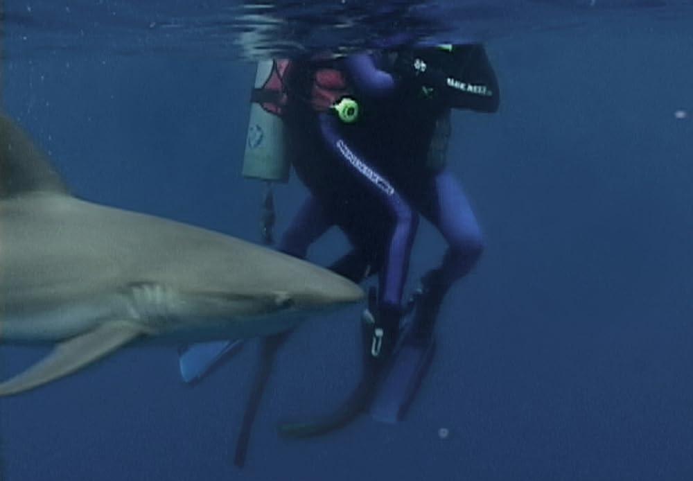 Bộ phim ăn khách bất ngờ vì quay với cá mập thật-4