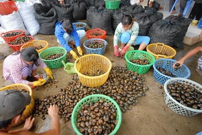 Trước giun đất, thương lái Trung Quốc thu gom kỳ lạ, tạo cơn sốt ảo ở Việt Nam thế nào?-2