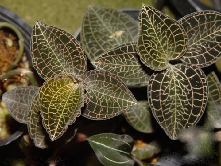 Trước giun đất, thương lái Trung Quốc thu gom kỳ lạ, tạo cơn sốt ảo ở Việt Nam thế nào?-3