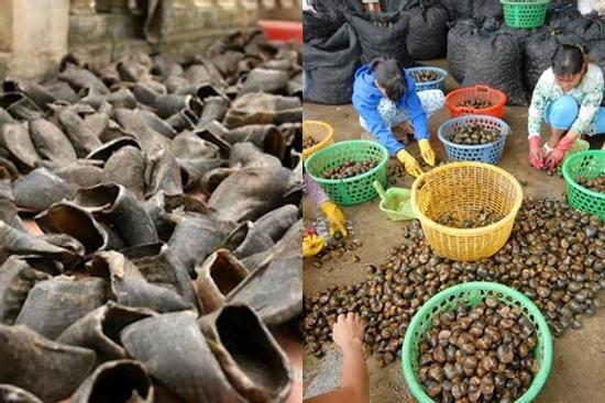 Trước giun đất, thương lái Trung Quốc thu gom kỳ lạ, tạo cơn sốt ảo ở Việt Nam thế nào?