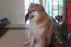 Chú chó Shiba nổi tiếng được chế meme nhiều nhất mạng xã hội qua đời ở tuổi 12