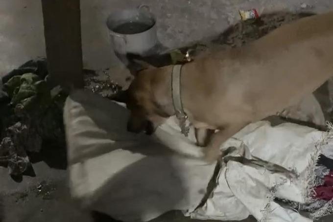 Chó dại cắn 4 người, Đồng Nai bùng phát ổ dịch bệnh thứ 9-1