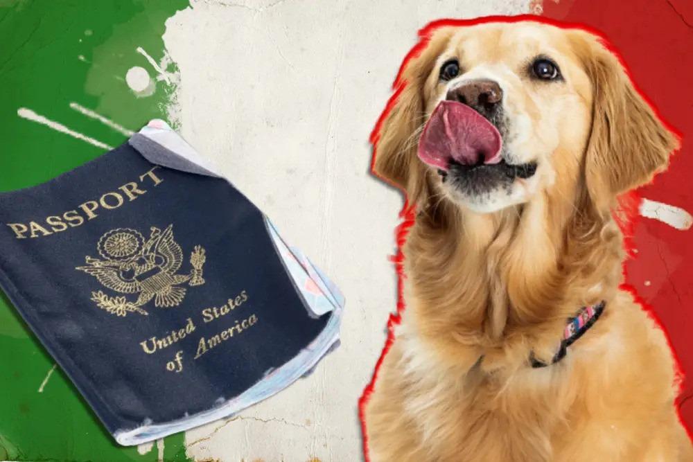 Chú rể bị chó cưng cắn nát hộ chiếu trước ngày tổ chức đám cưới ở nước ngoài-1