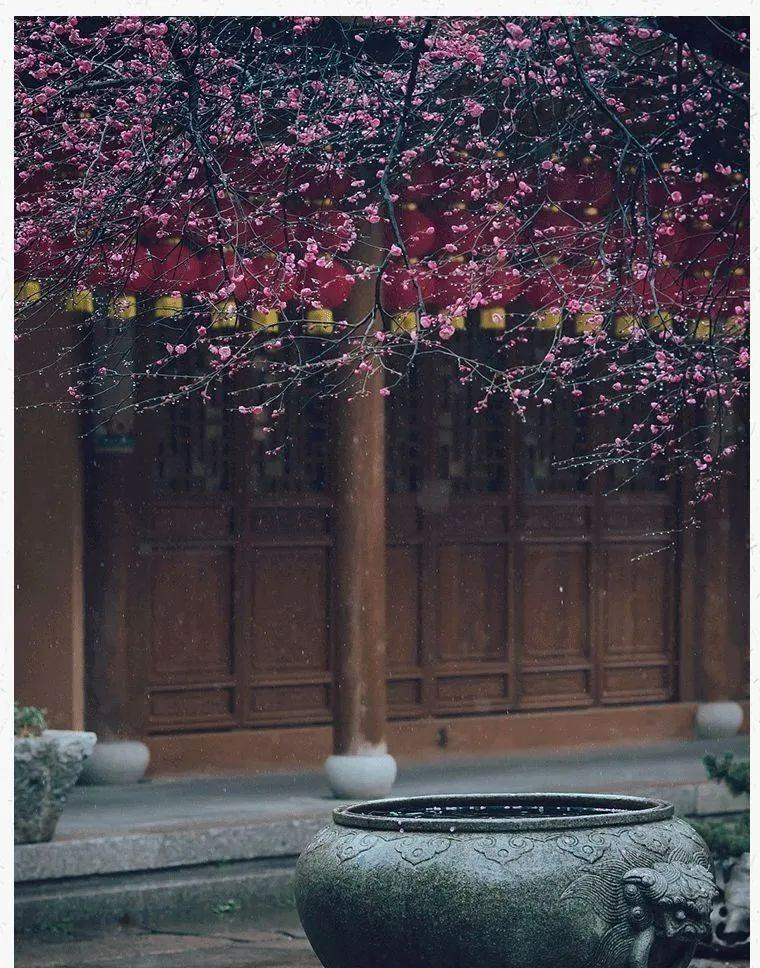 Người xưa dặn: Trước trồng táo, sau trồng mai, Đông trồng lựu, Tây trồng hồng có ý nghĩa gì?-1