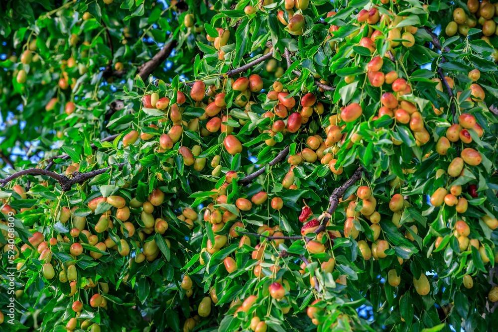 Người xưa dặn: Trước trồng táo, sau trồng mai, Đông trồng lựu, Tây trồng hồng có ý nghĩa gì?-2