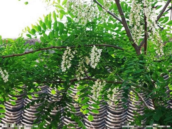 Người xưa dặn: Trước trồng táo, sau trồng mai, Đông trồng lựu, Tây trồng hồng có ý nghĩa gì?-3