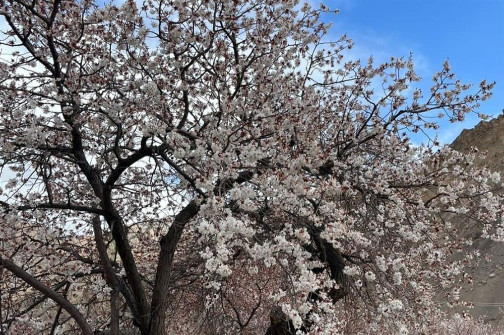 Người xưa dặn: Trước trồng táo, sau trồng mai, Đông trồng lựu, Tây trồng hồng có ý nghĩa gì?-4