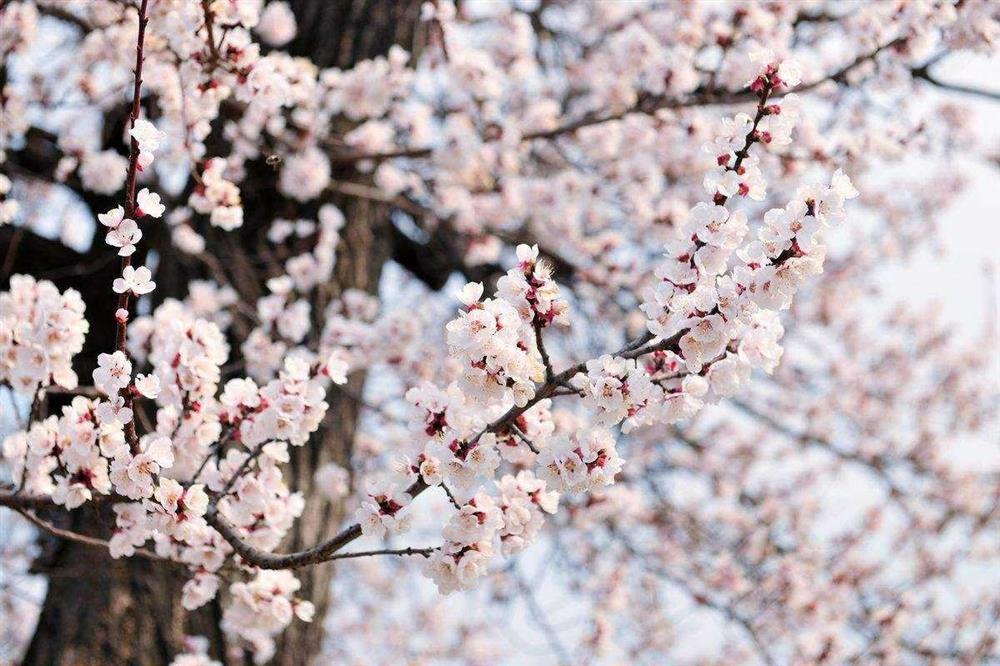 Người xưa dặn: Trước trồng táo, sau trồng mai, Đông trồng lựu, Tây trồng hồng có ý nghĩa gì?-5