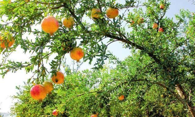 Người xưa dặn: Trước trồng táo, sau trồng mai, Đông trồng lựu, Tây trồng hồng có ý nghĩa gì?-6