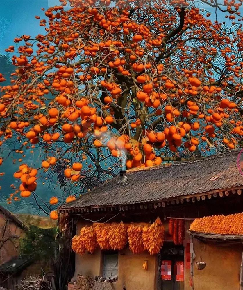 Người xưa dặn: Trước trồng táo, sau trồng mai, Đông trồng lựu, Tây trồng hồng có ý nghĩa gì?-7