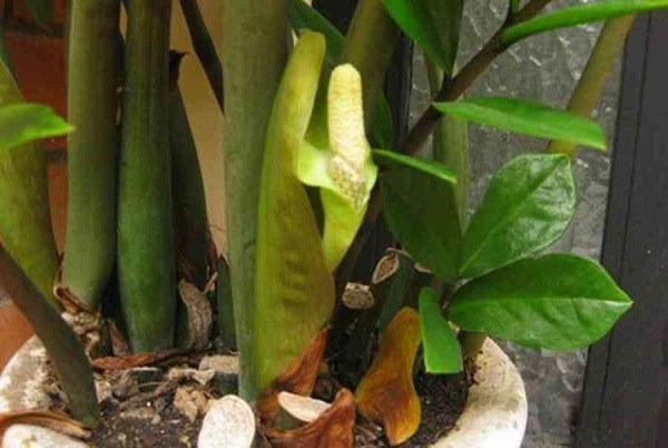 Cây lưỡi hổ bỗng có điều lạ, người đàn ông trúng 40 tỷ Vietlott: 6 cây cảnh phát tài cứ nở hoa là nhiều tiền của-2